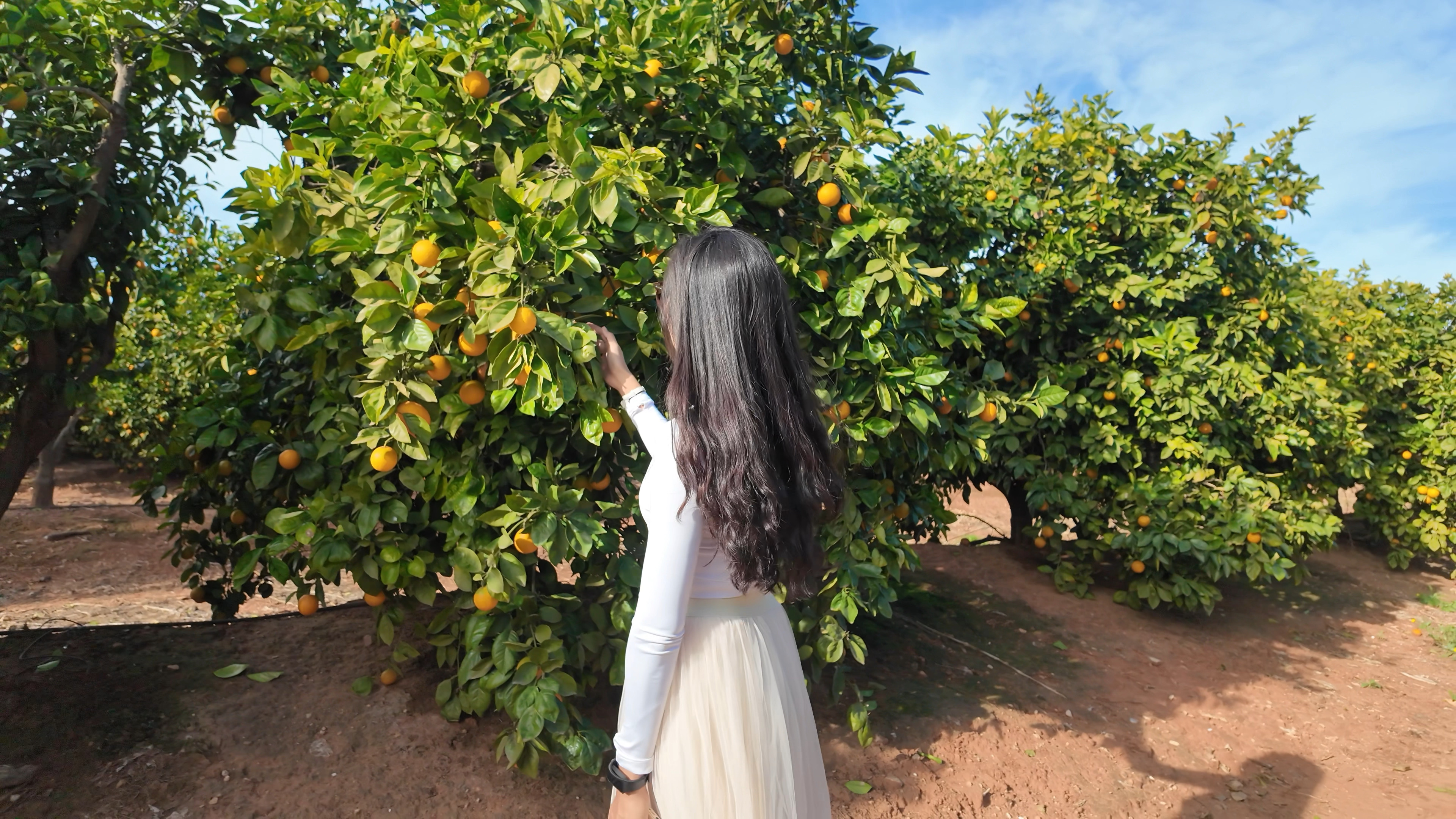 Visitor reaching toward oranges during a guided farm visit near Valencia