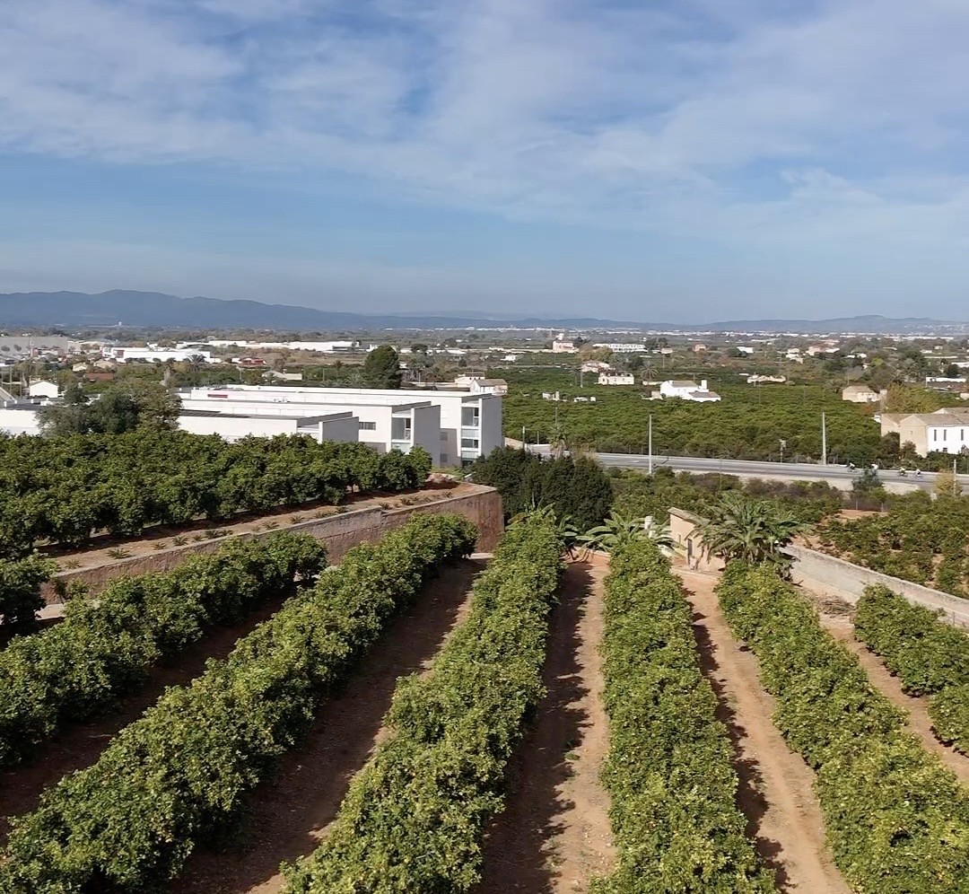 Orange orchards located just outside Valencia with the city visible in the background