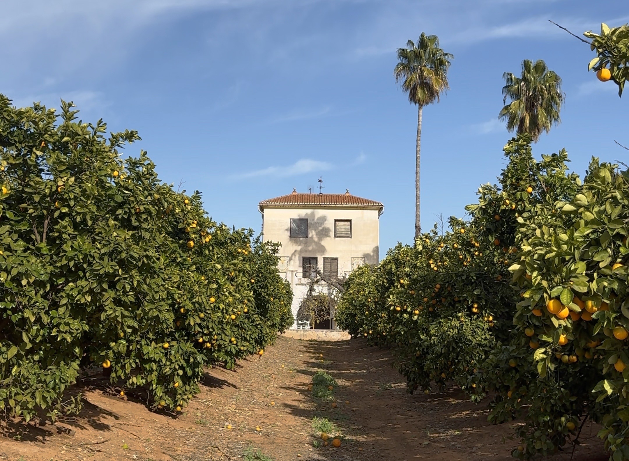 Long rows of orange trees at a working orchard in Valencia, Spain